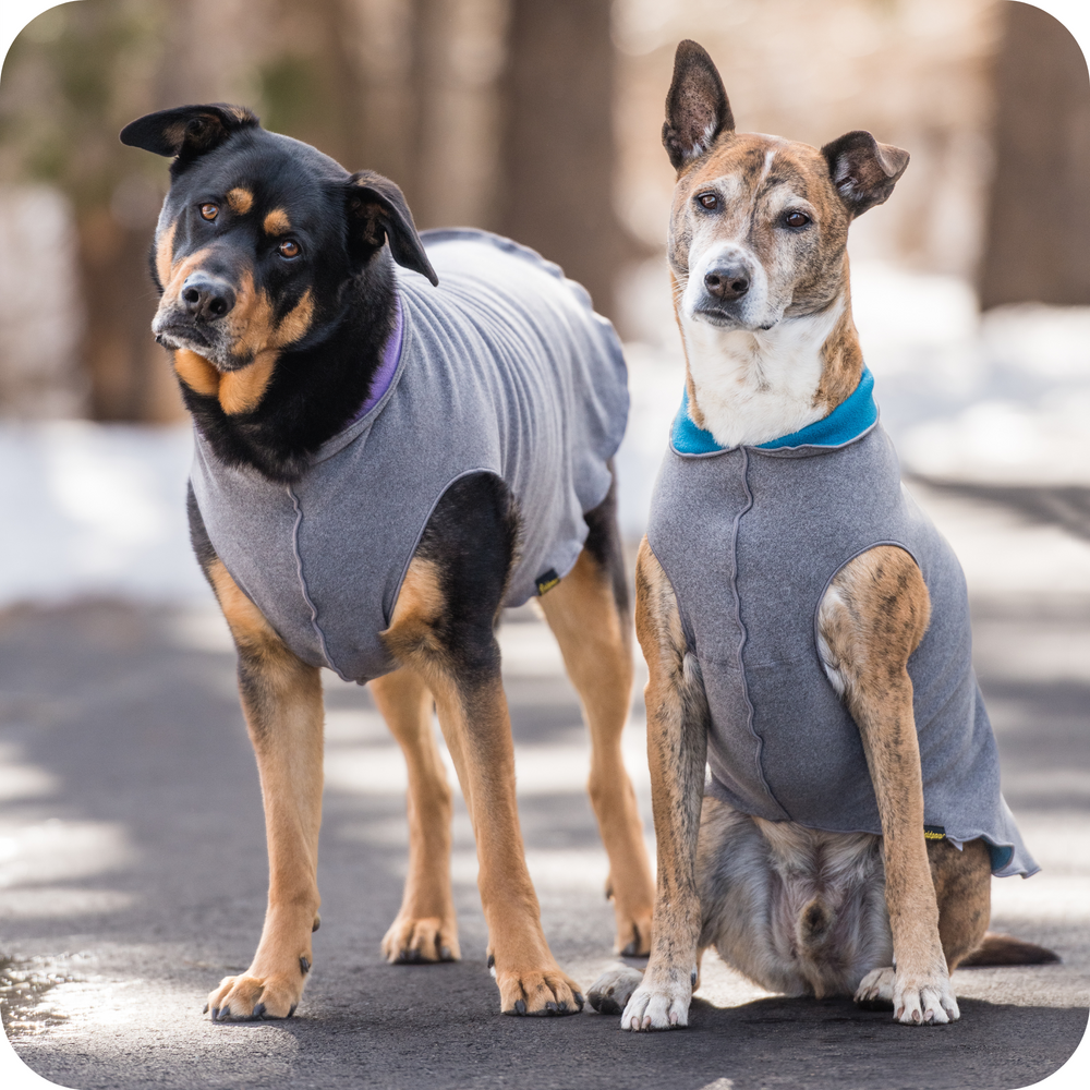 Two dogs wearing reversible gray fleece coats in the snow