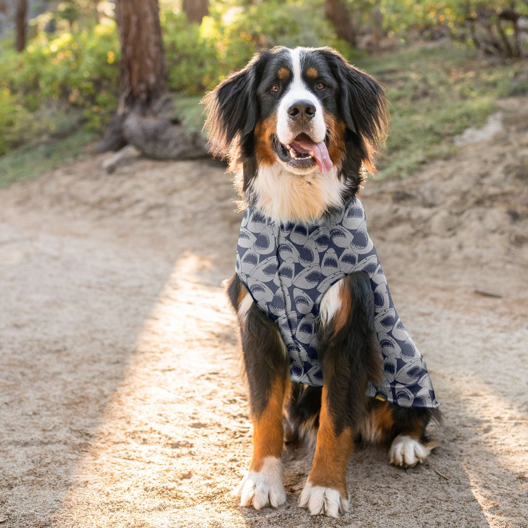 A Bernese Mountain Dog sits outside on a trail wearing a multicolored shark pattern Sun Tee