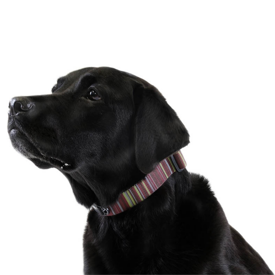 SALE - SwiftLock Collar