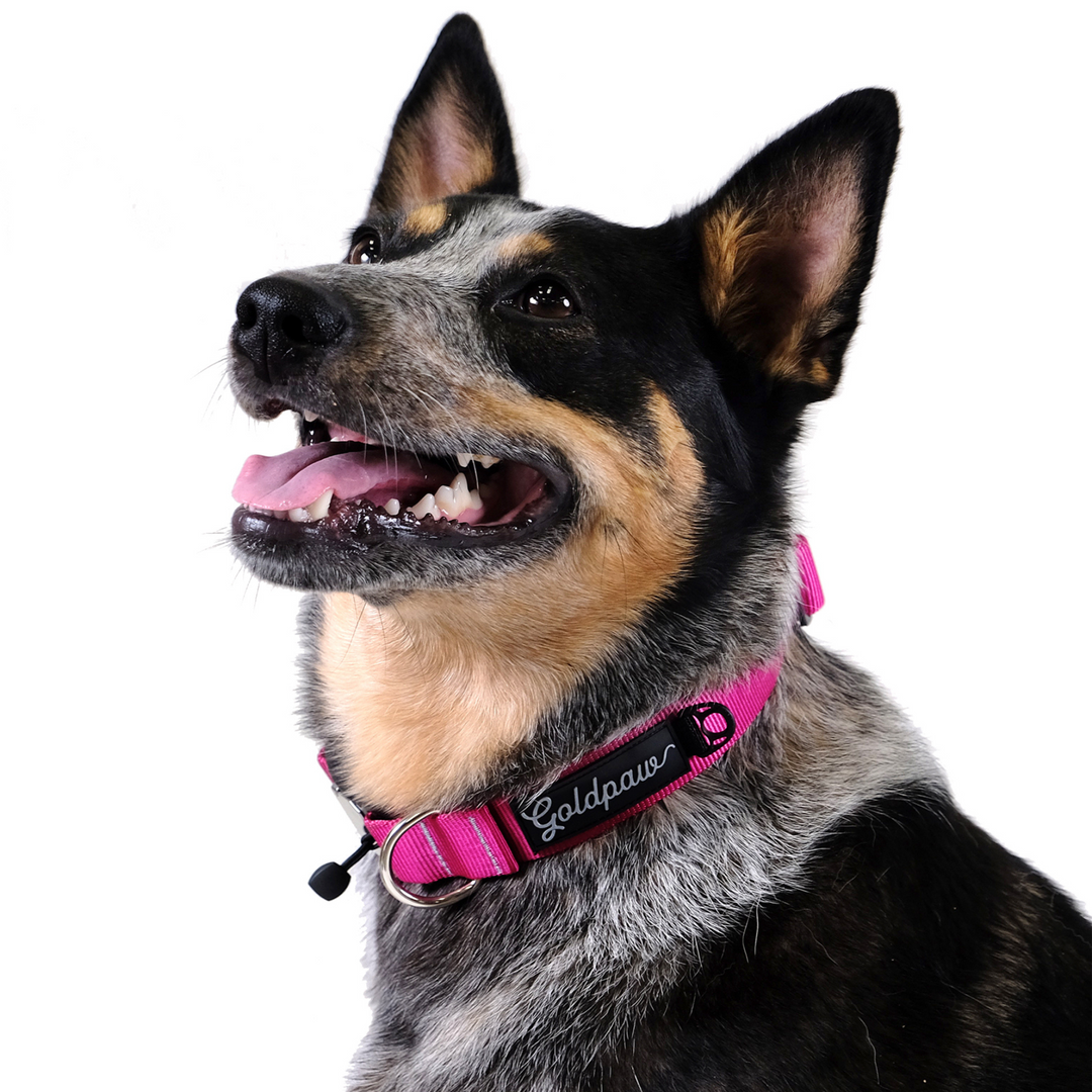 SALE - SwiftLock Collar