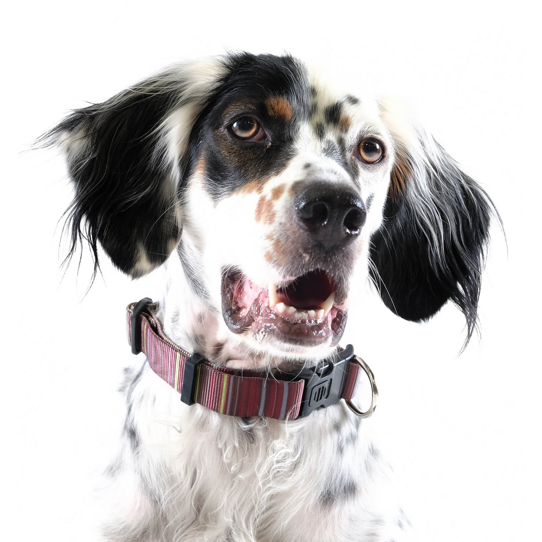 SALE - Side-Release Collar