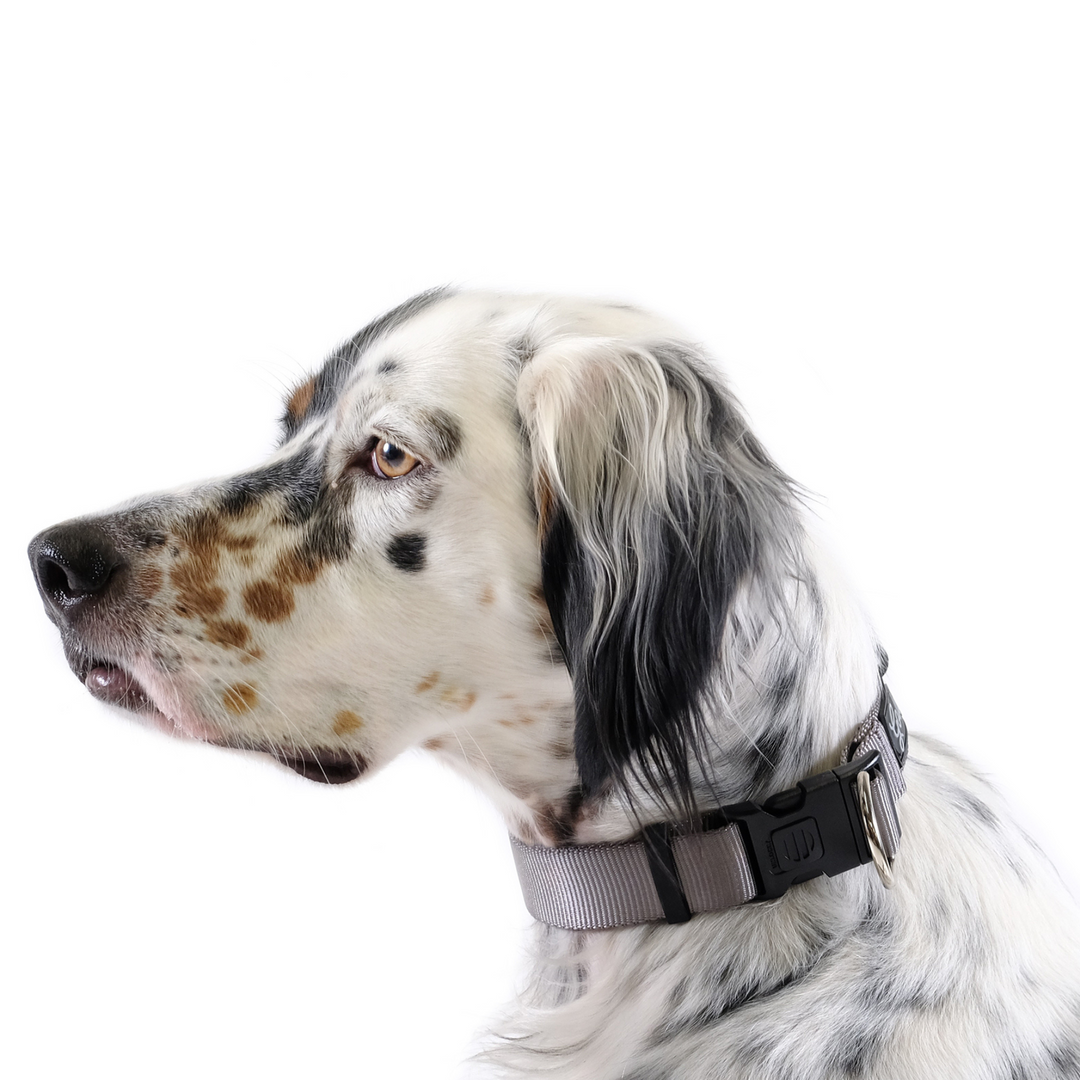SALE - Side-Release Collar