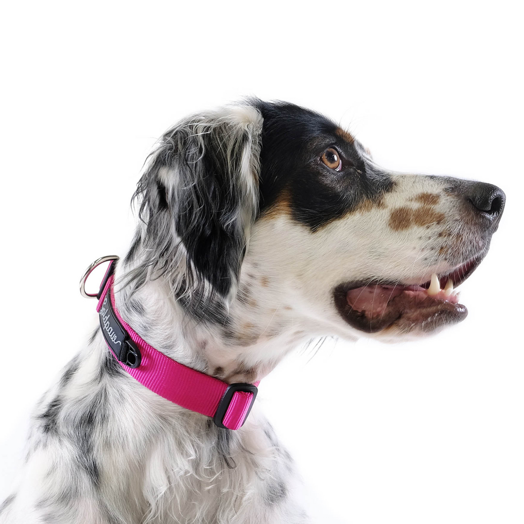 SALE - Side-Release Collar