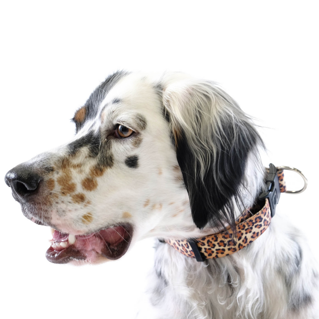 SALE - Side-Release Collar