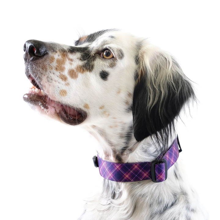 SALE - Side-Release Collar