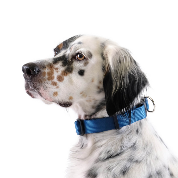 SALE - Side-Release Collar