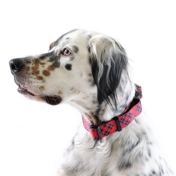 SALE - Side-Release Collar