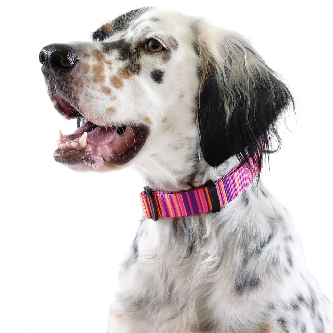 SALE - Side-Release Collar