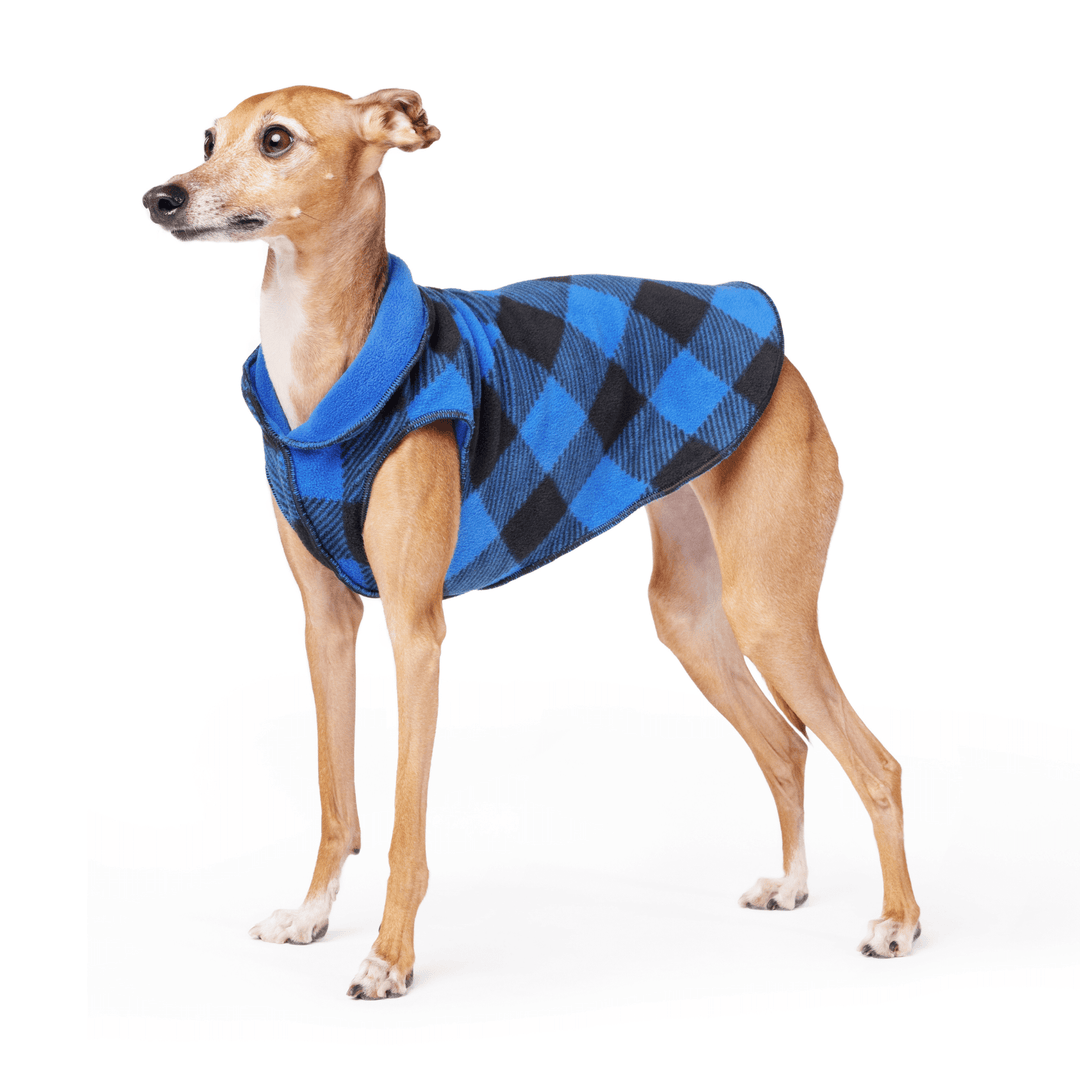 An Italian greyhound wearing a blue and black checkered fleece coat.