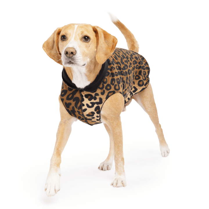 A dog wearing a reversible leopard print and solid black fleece coat.