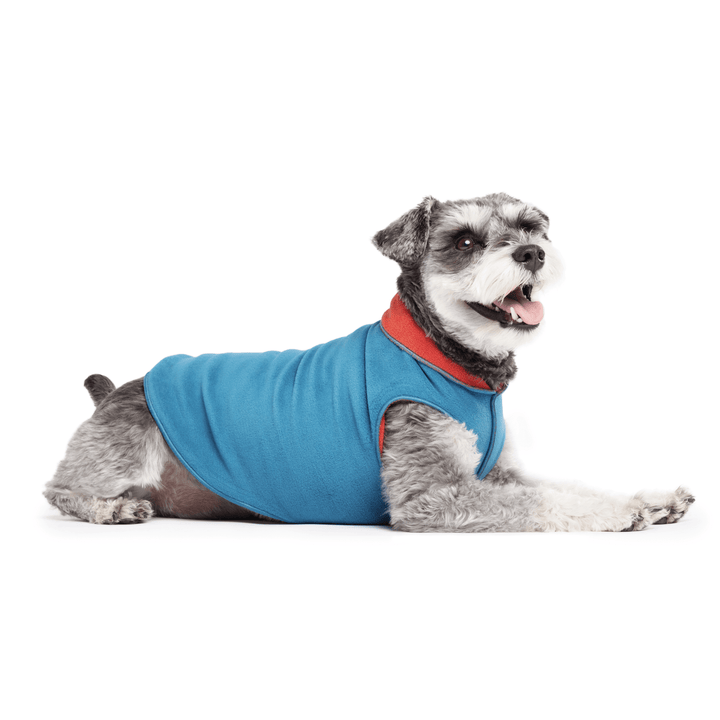 A Mini Schnauzer wearing a reversible marine blue and paprika fleece coat.
