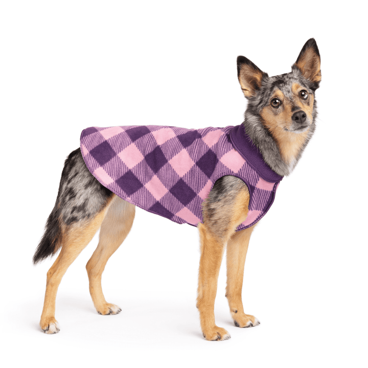 A dog wearing a purple and pink checkered fleece coat.