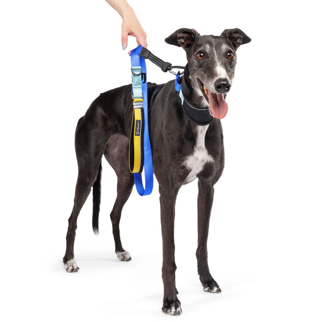 Featherweight Hound Collar