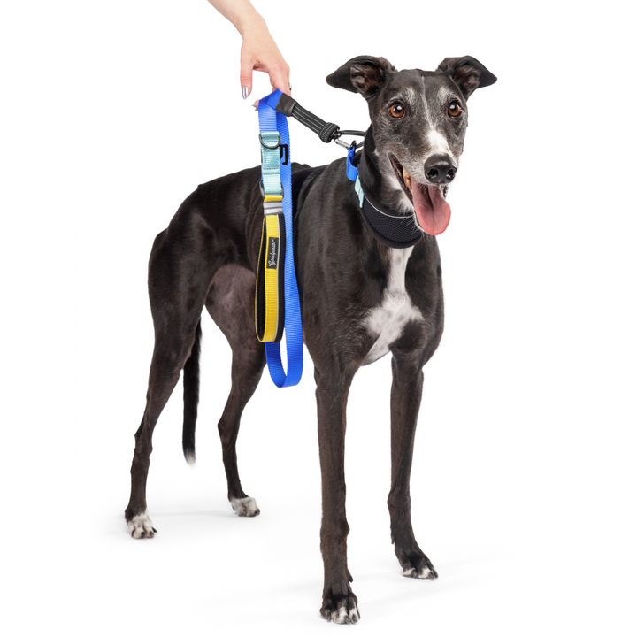 Featherweight Hound Collar