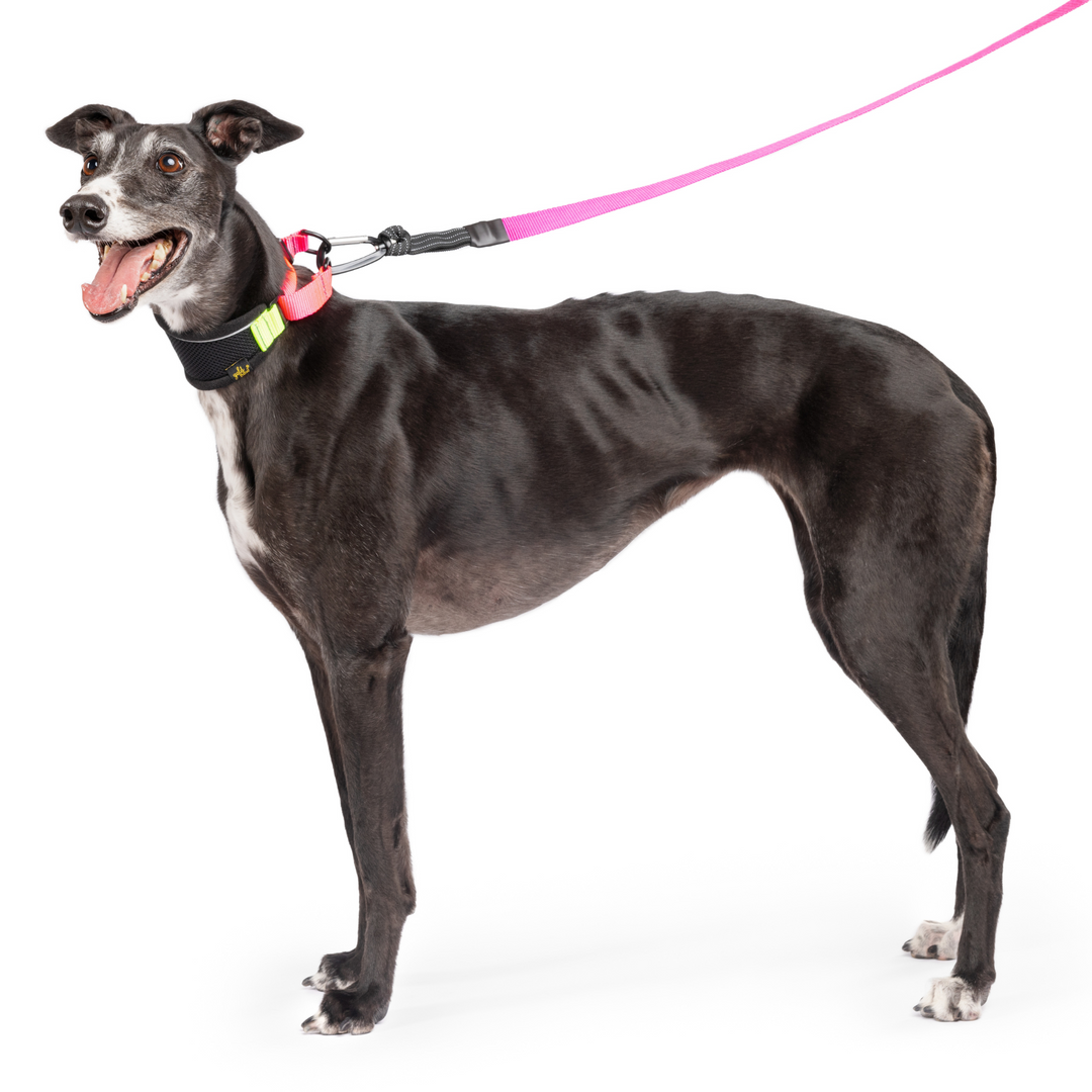 Featherweight Hound Collar
