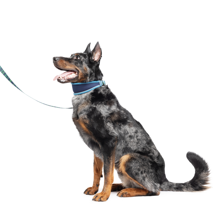 SALE - Featherweight Hound Collar