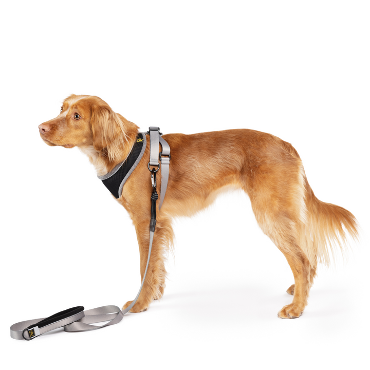 Featherweight Harness
