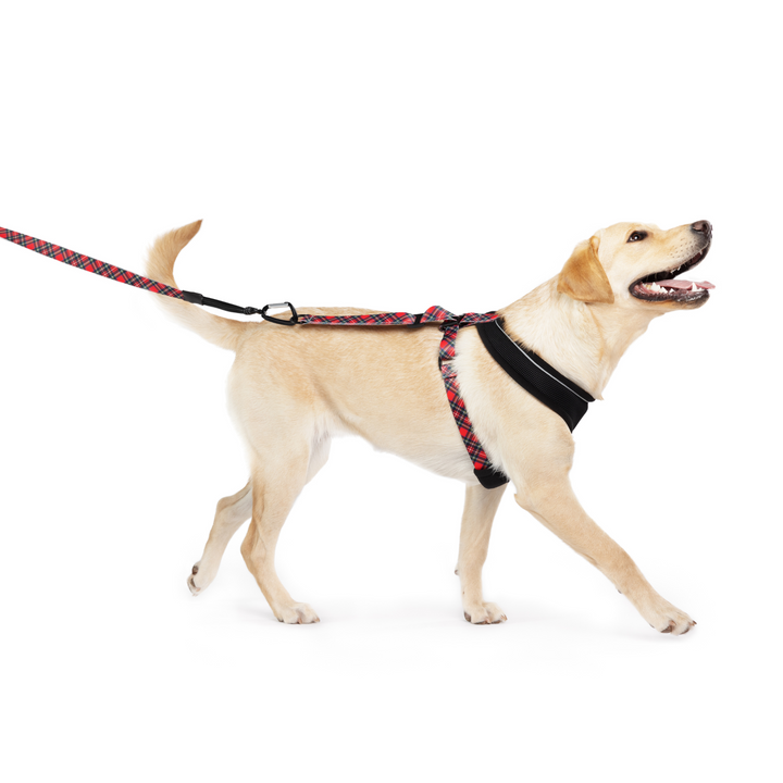SALE - Featherweight Harness