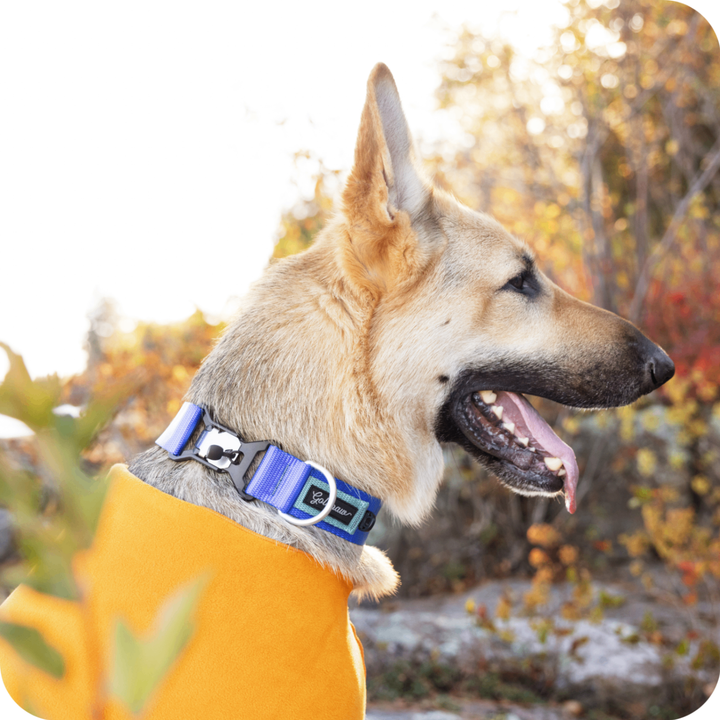 Featherweight SwiftLock Collar