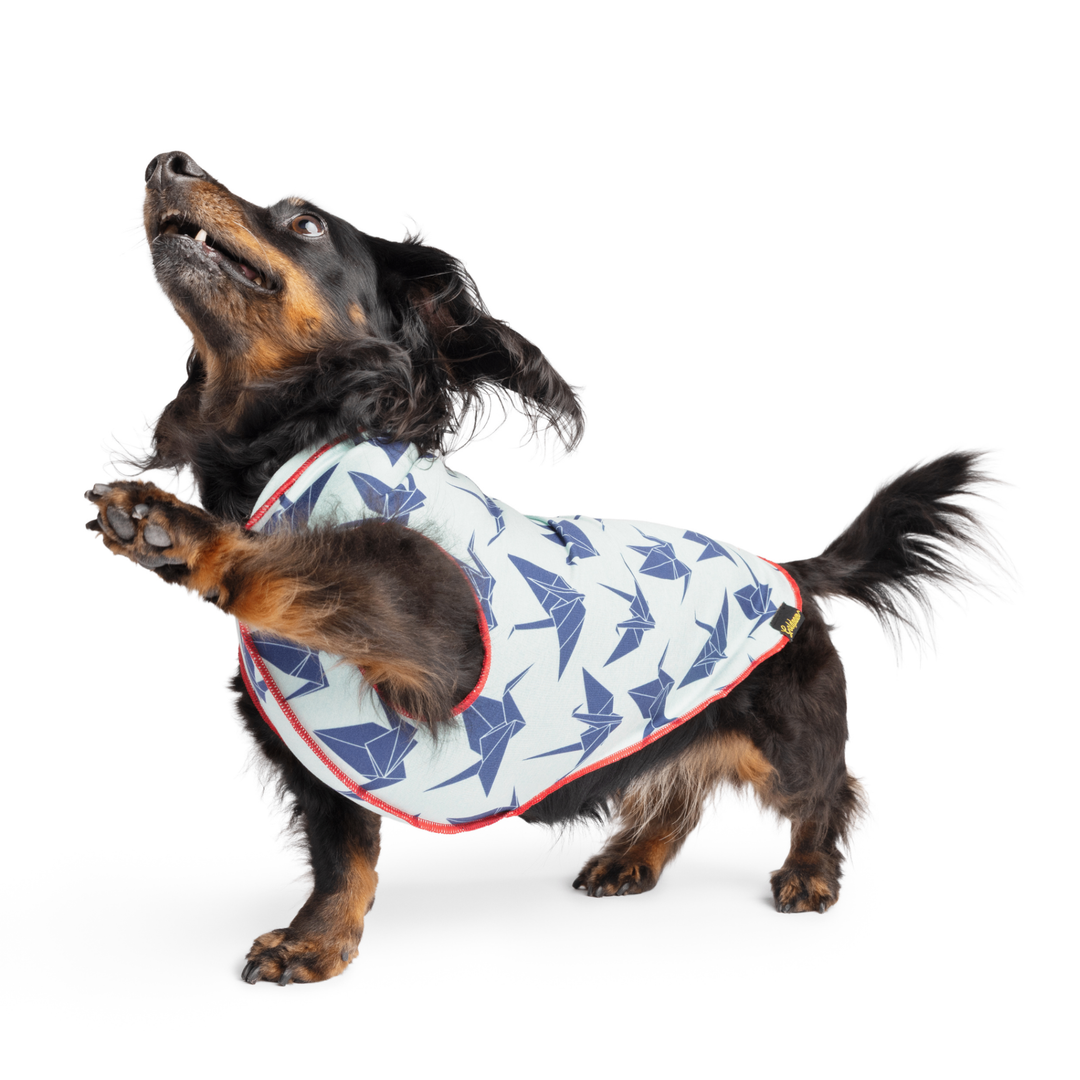Mini Dachshund wearing an origami crane patterned Sun Shield Tee on a white background