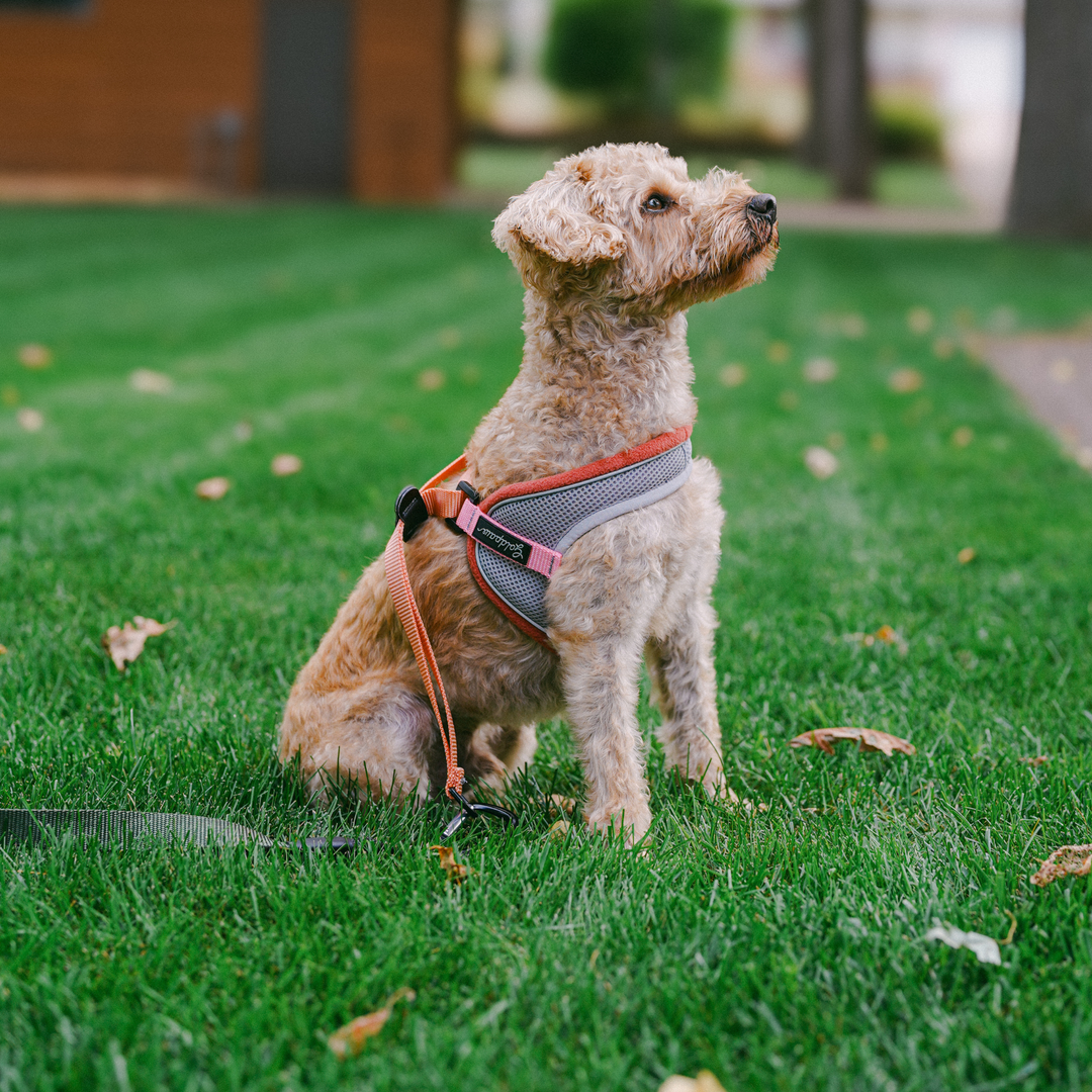 Featherweight Step In Harness