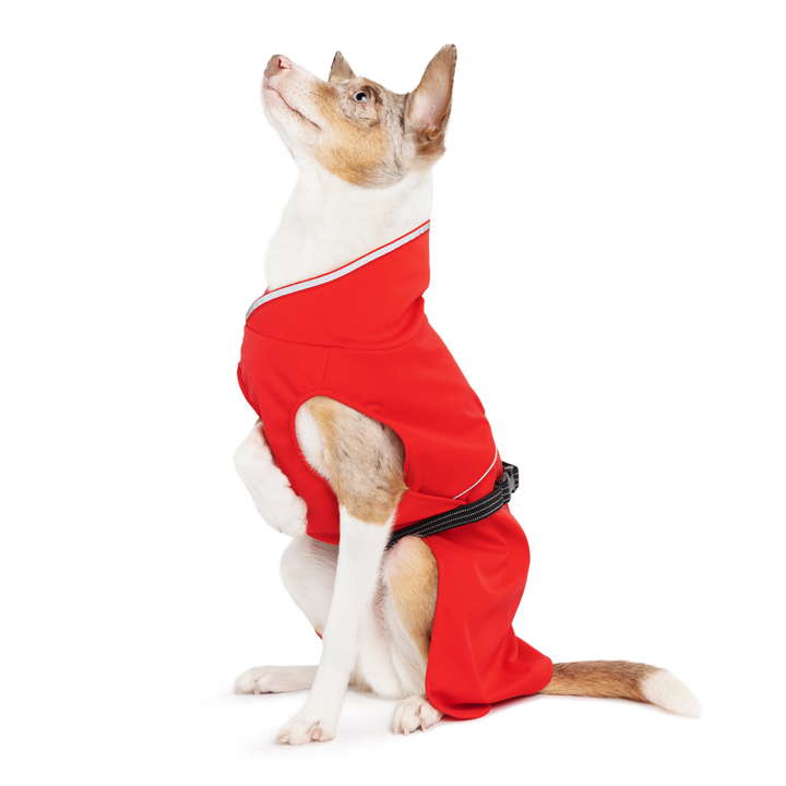 Rainpaw