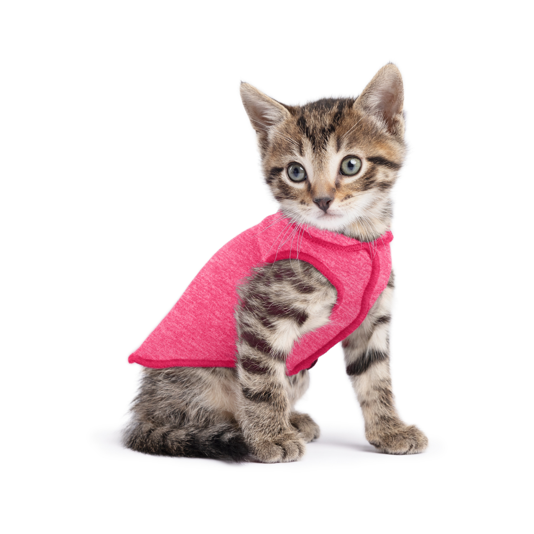 A kitten wearing a flamingo pink sun shield tee