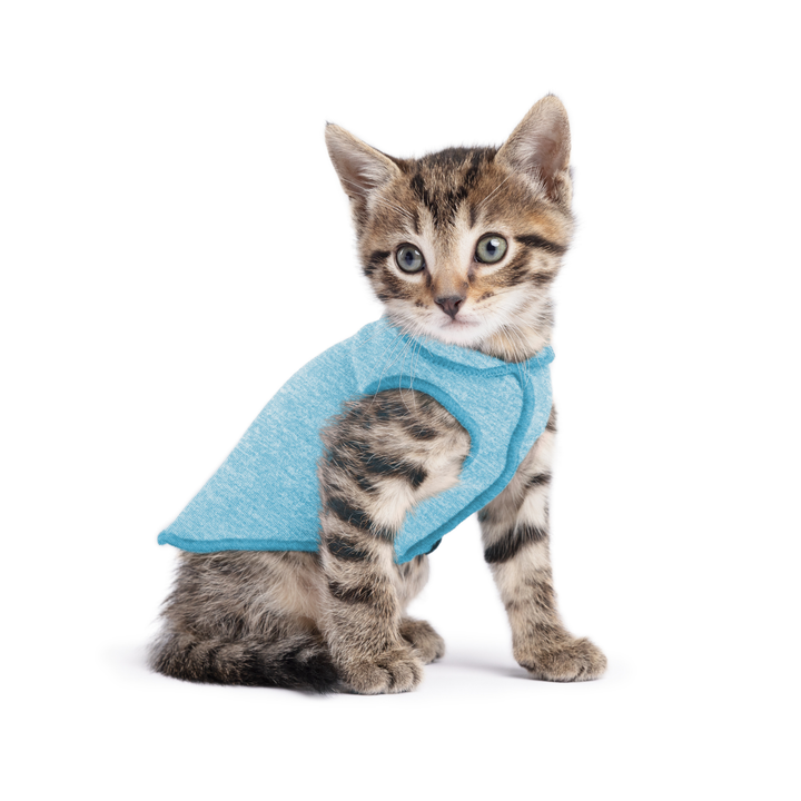 A kitten wearing a ocean blue sun shield tee