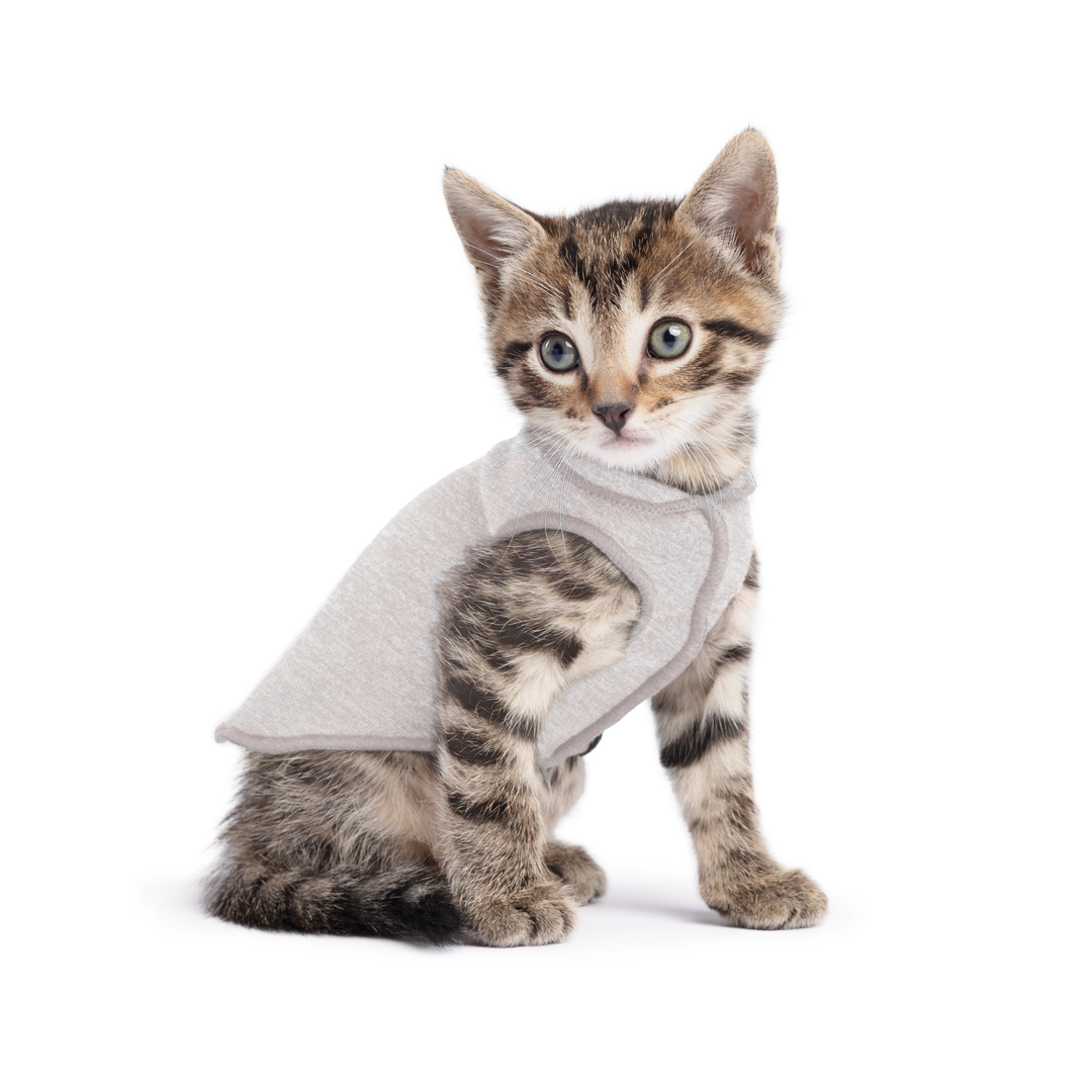 A kitten wearing a pebble grey sun shield tee