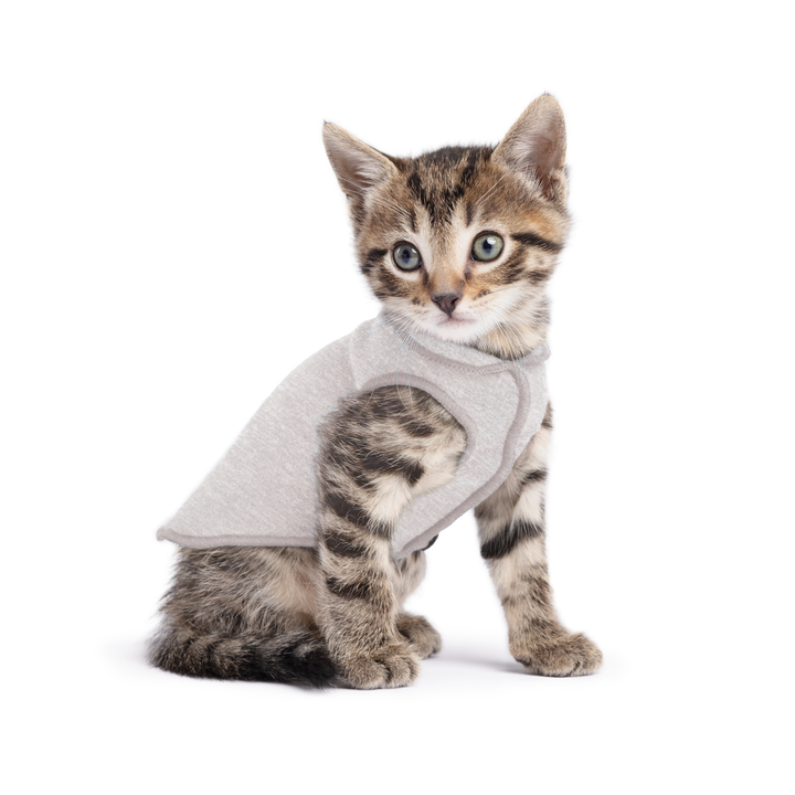 A kitten wearing a pebble grey sun shield tee