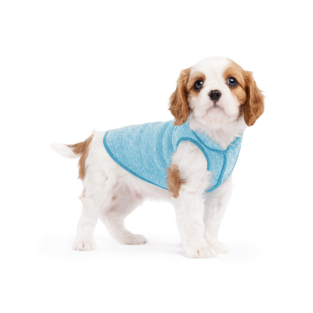 A puppy wearing an ocean blue sun shield tee