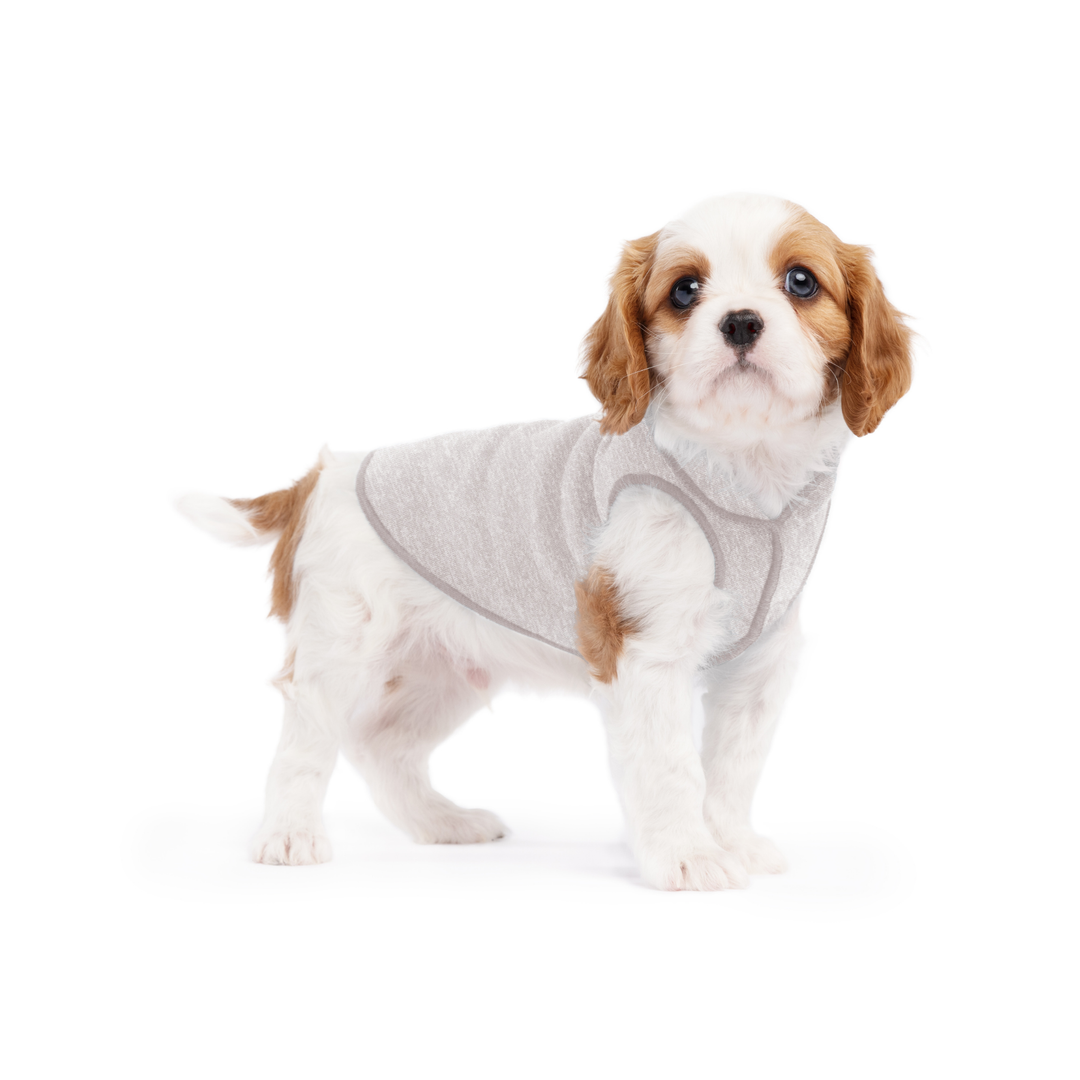 A puppy wearing a pebble grey sun shield tee