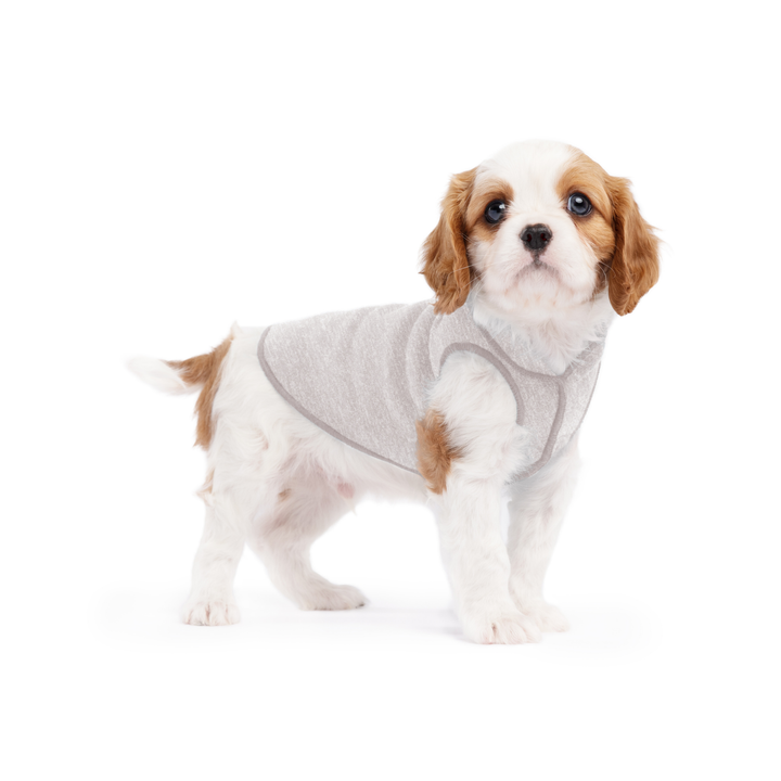 A puppy wearing a pebble grey sun shield tee