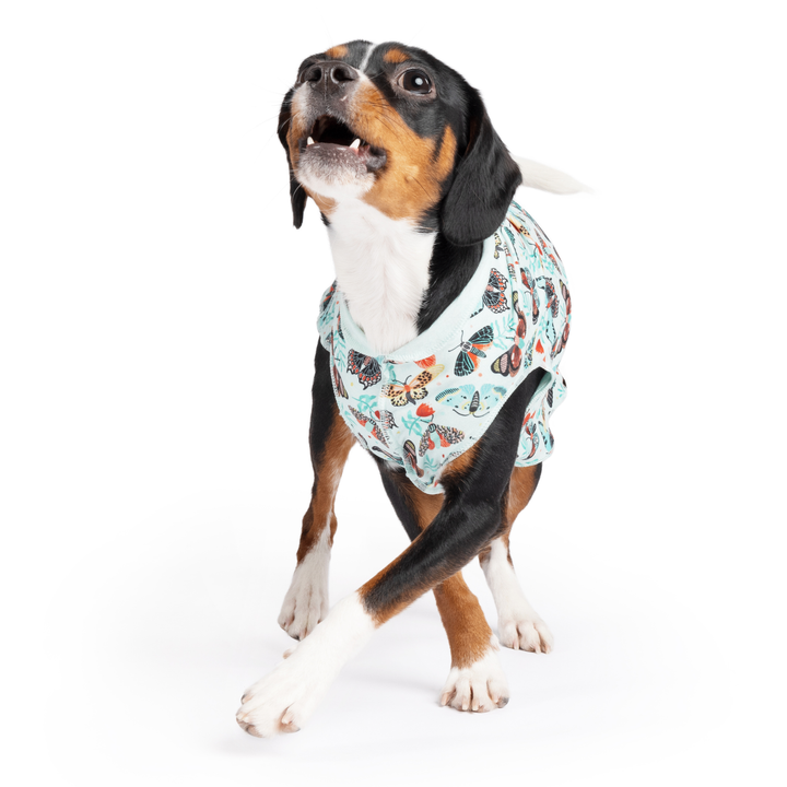 A dog walks wearing a multicolored patterned Sun Tee in front of a white background