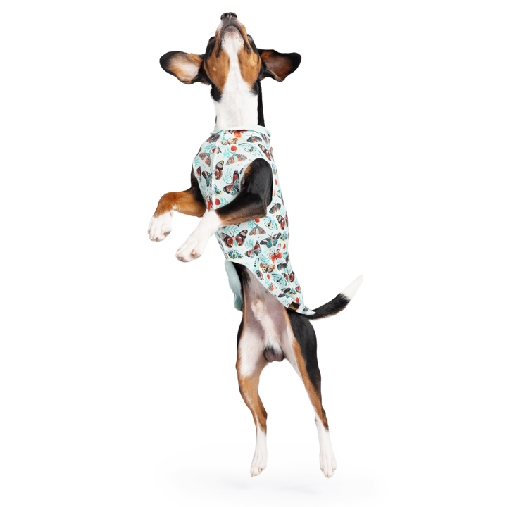 A dog jumps wearing a multicolored patterned Sun Tee in front of a white background
