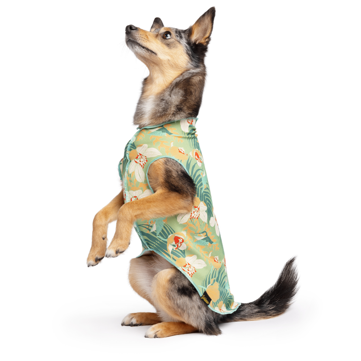 A dog sits up wearing a multicolored floral pattern Sun Tee in front of a white background