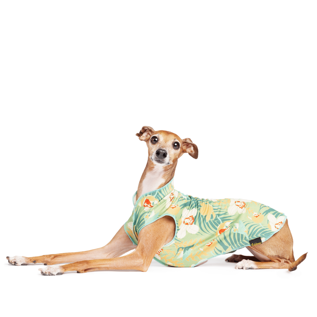 An Italian Greyhound lays wearing a multicolored floral pattern Sun Tee in front of a white background