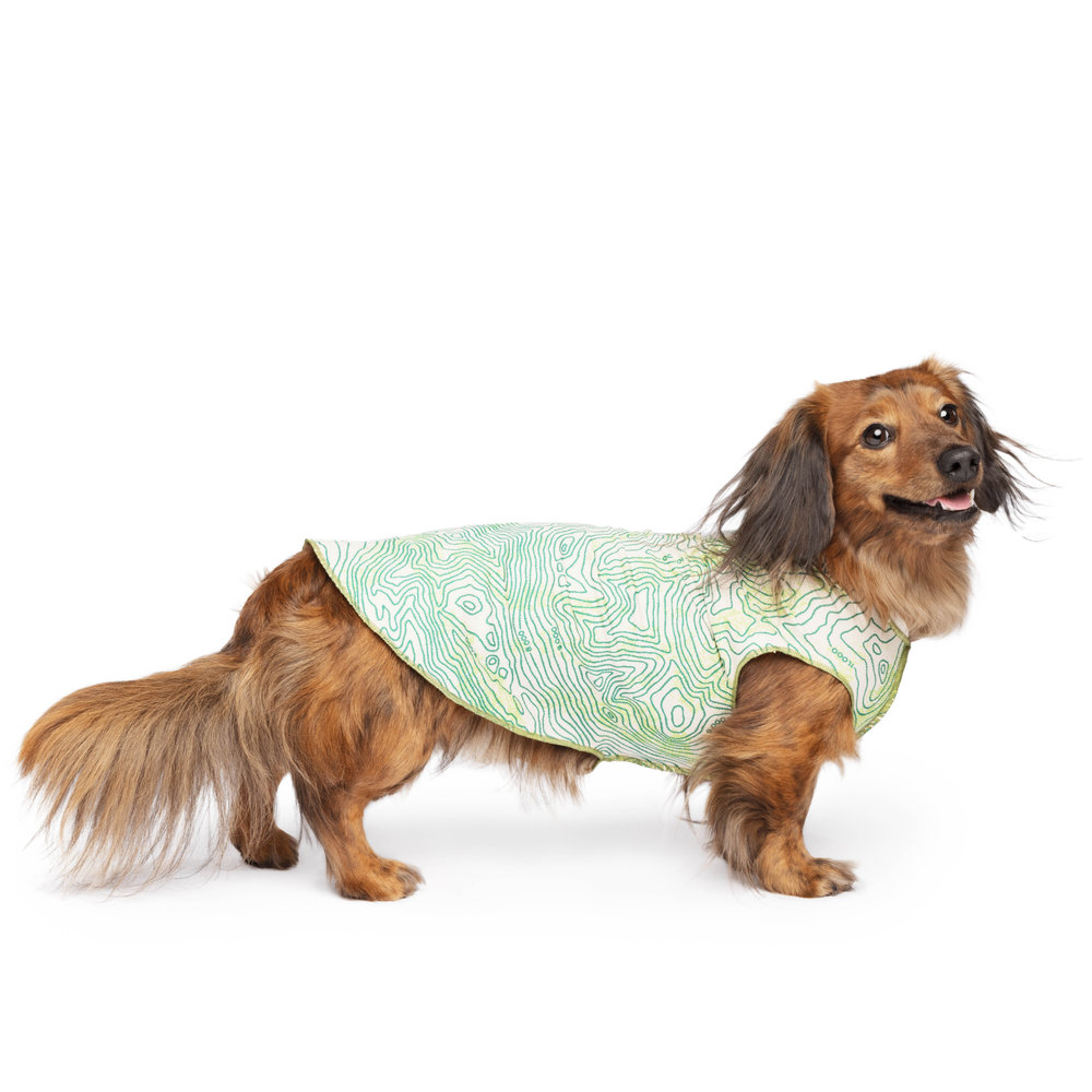 A Long Haired Dachshund stands wearing a multicolored topographical pattern Sun Tee in front of a white background