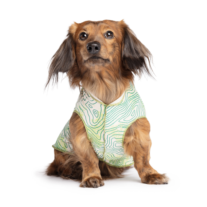 A Long Haired Dachshund sits wearing a multicolored topographical pattern Sun Tee in front of a white background