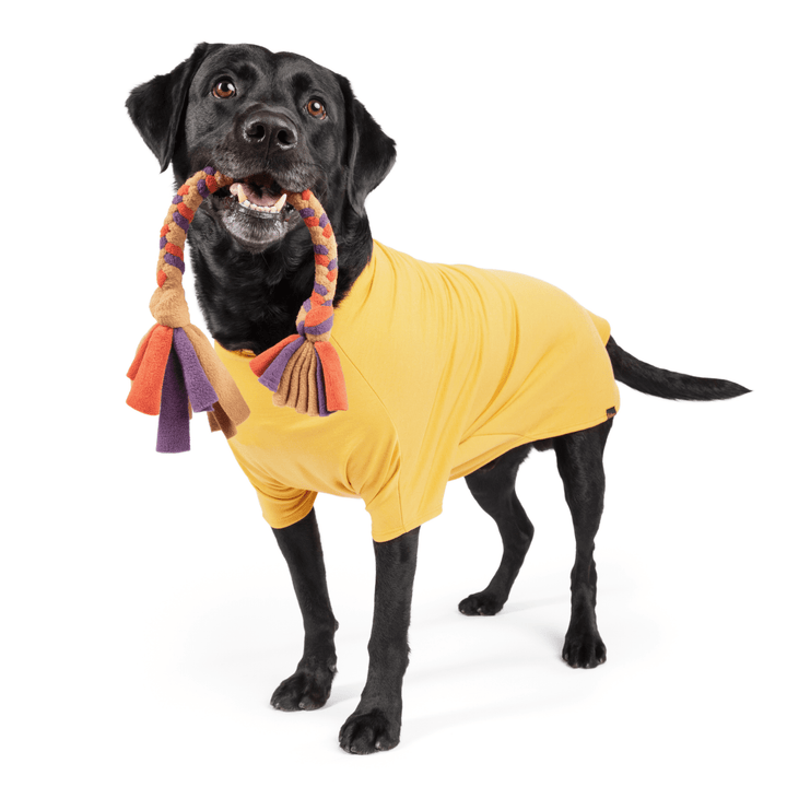 A black lab stands with a multicolored Buddy Braid in it's mouth in front of a white background, wearing a Gold Merino Crew