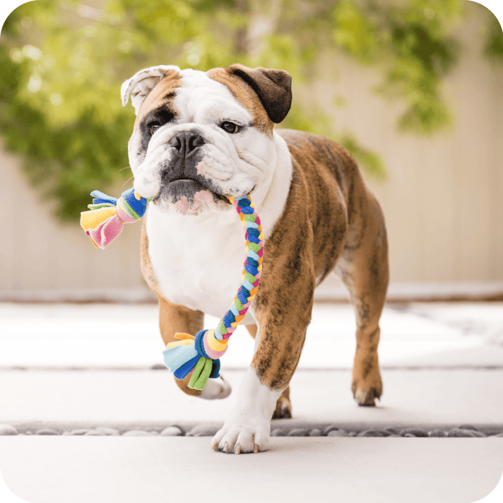 An English Bulldog trotting with a multicolored Buddy Braid in it's mouth on a patio