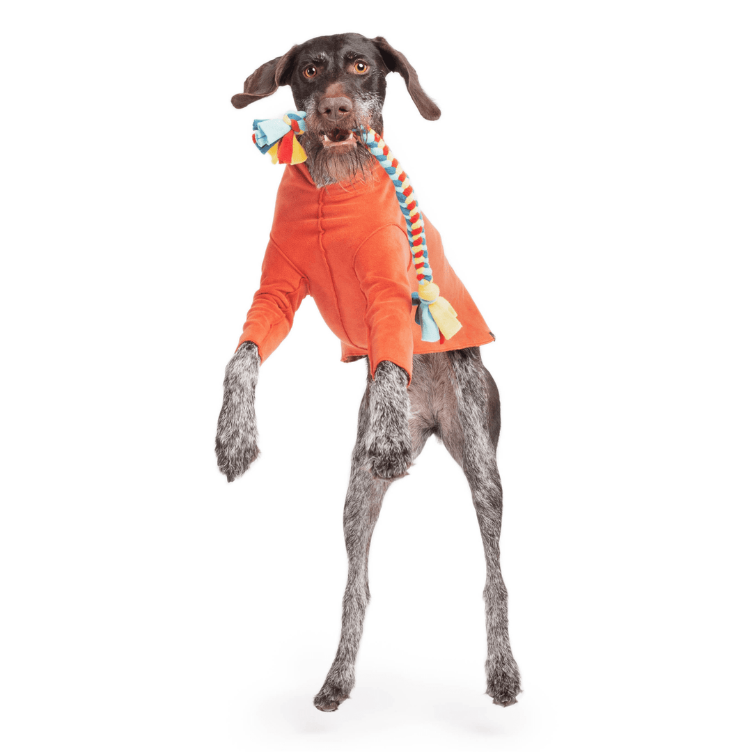 A German Wirehair Pointer jumps with a multicolored Buddy Braid in it's mouth. It is wearing an orange stretch fleece