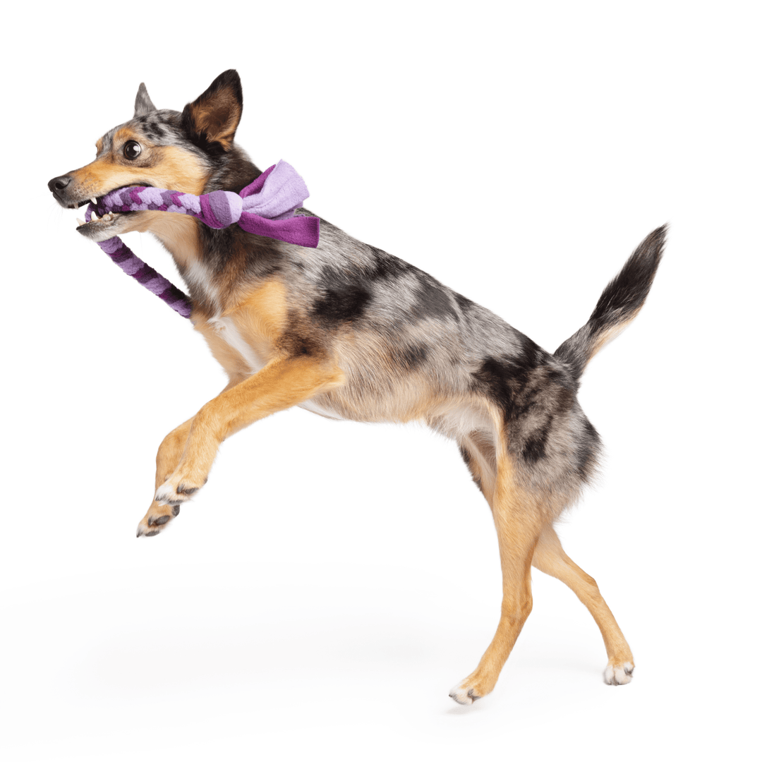 A dog runs with a multicolored Buddy Braid in it's mouth