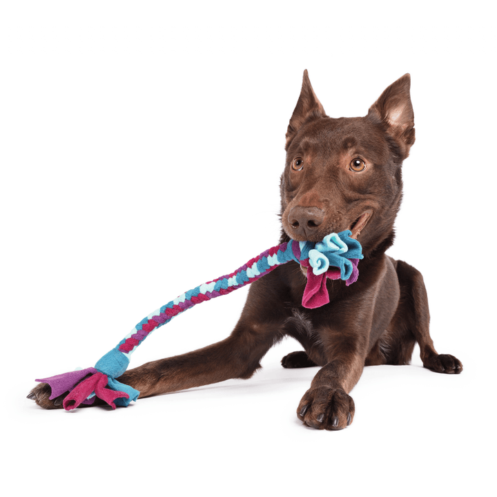 A brown Koolie lays with a multicolored Buddy Braid in it's mouth