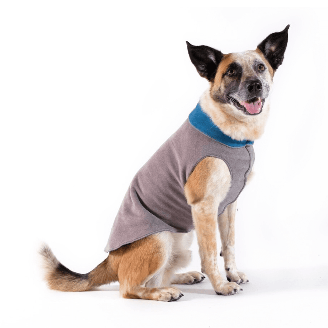 A dog wearing a gray reversible fleece coat with marine interior