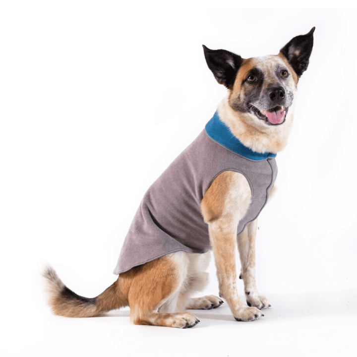 A dog wearing a gray reversible fleece coat with marine interior