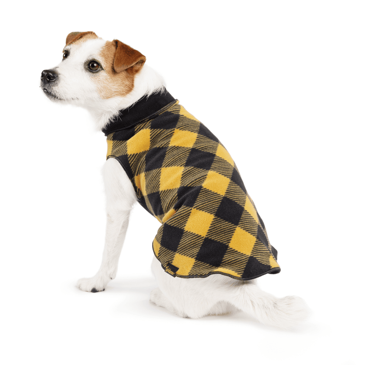 A Russell type dog wearing a black and yellow checkered fleece coat.