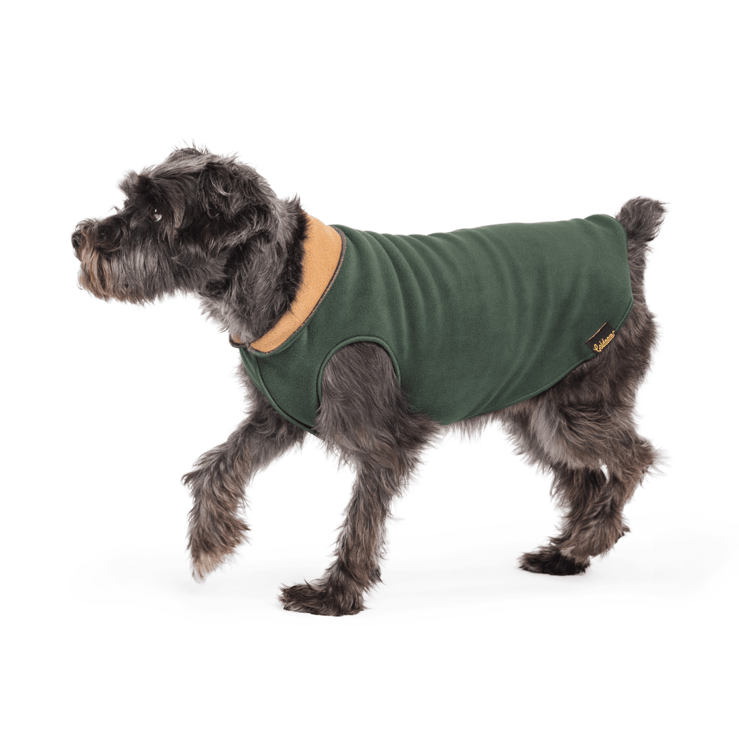 A Mini Schnauzer wearing a green reversible fleece coat with chipmunk interior