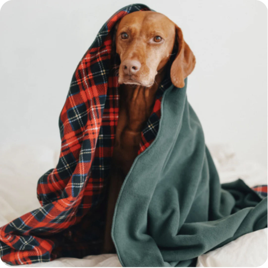 A Vizsla sits wrapped in a red plaid and hunter green blanket in front of a white background