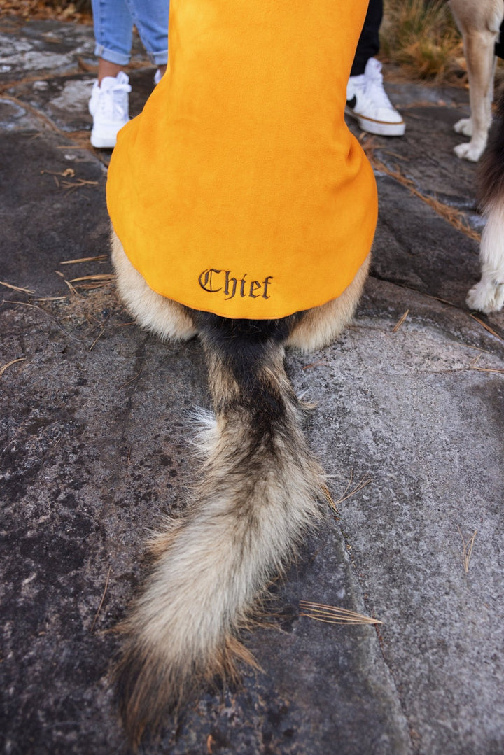 A dog sits wearing a Cheddar stretch fleece with 'Chief' embroidered on it on a rock